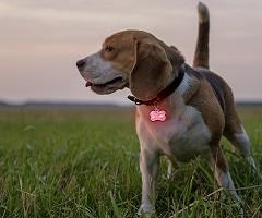 Regali personalizzati per cani e animali domestici
